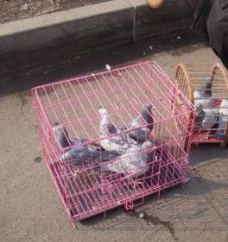 西南五省鸽子市场研究项目